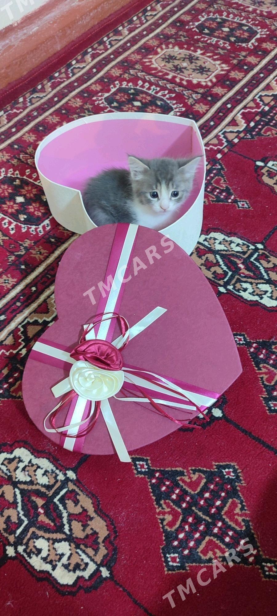 котёнок в добрые руки - Ашхабад - img 4