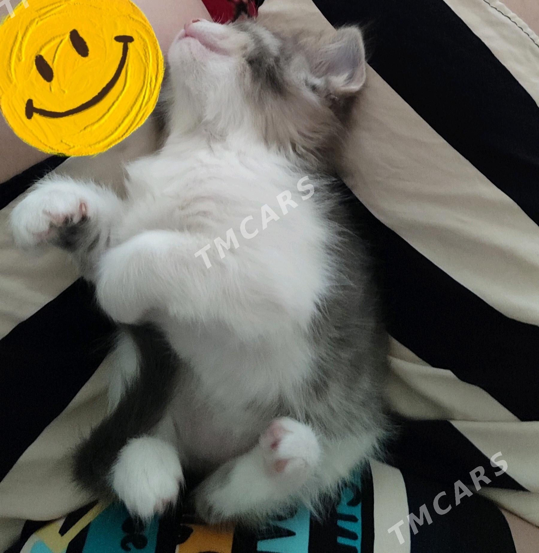 котёнок в добрые руки - Ашхабад - img 5