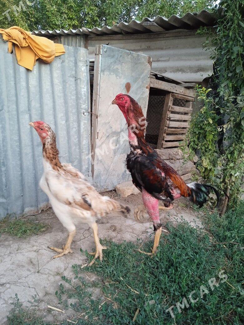 Tuňke Tuňke - Çärjew - img 2