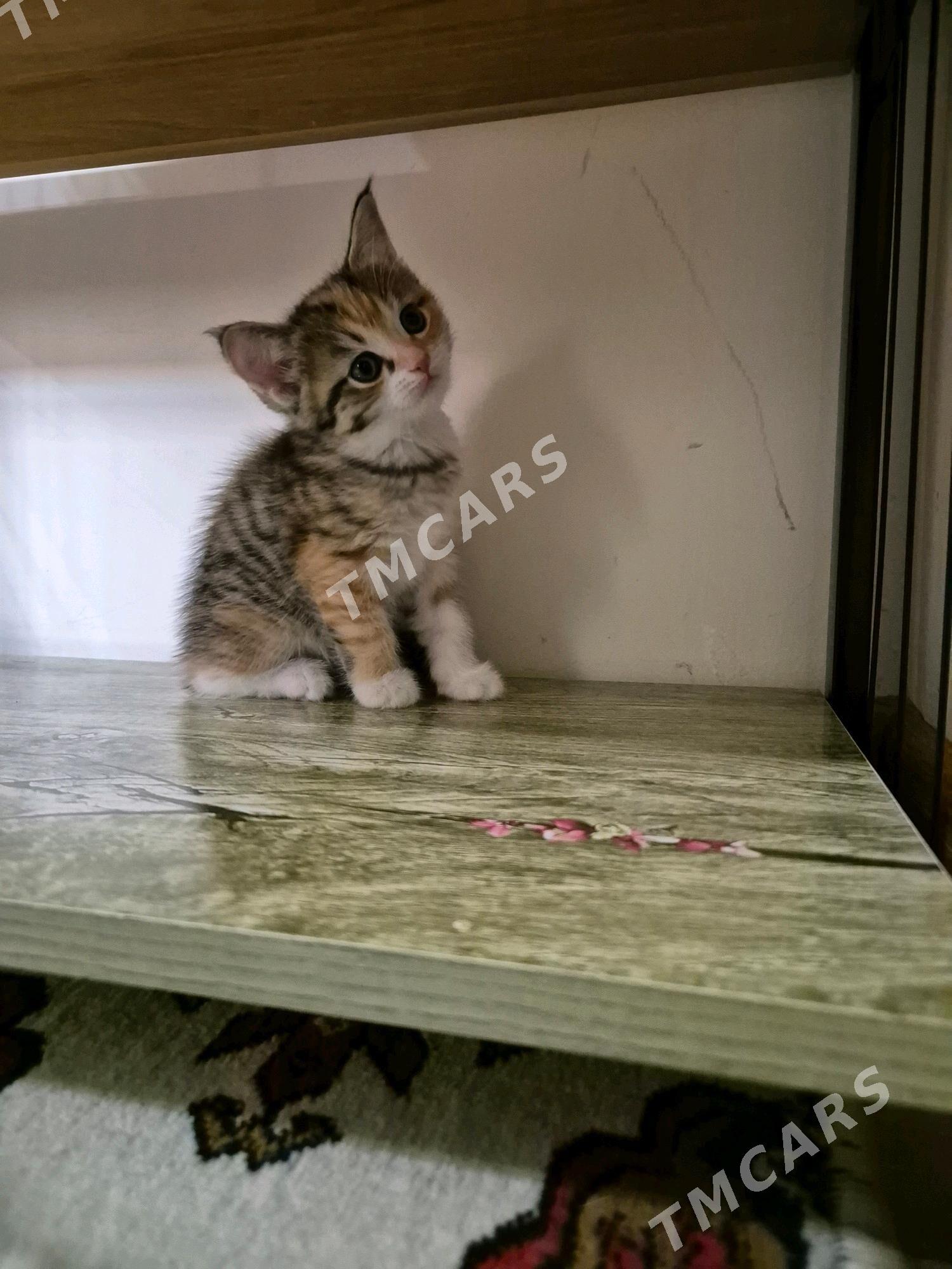 котята - Çoganly - img 2