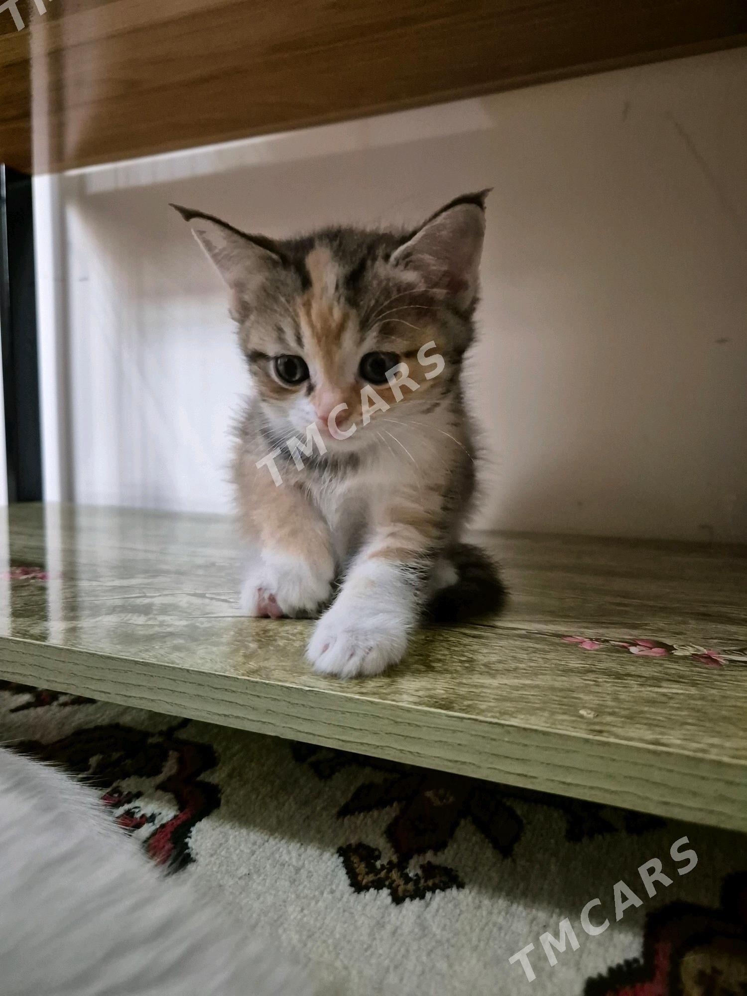 котята - Çoganly - img 3