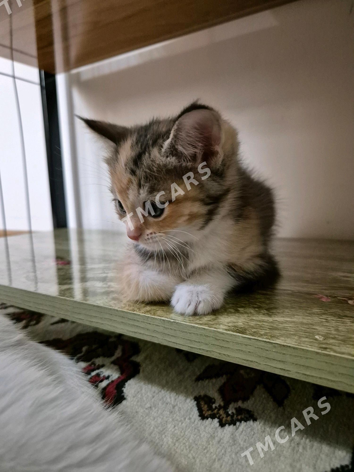 котята - Çoganly - img 4