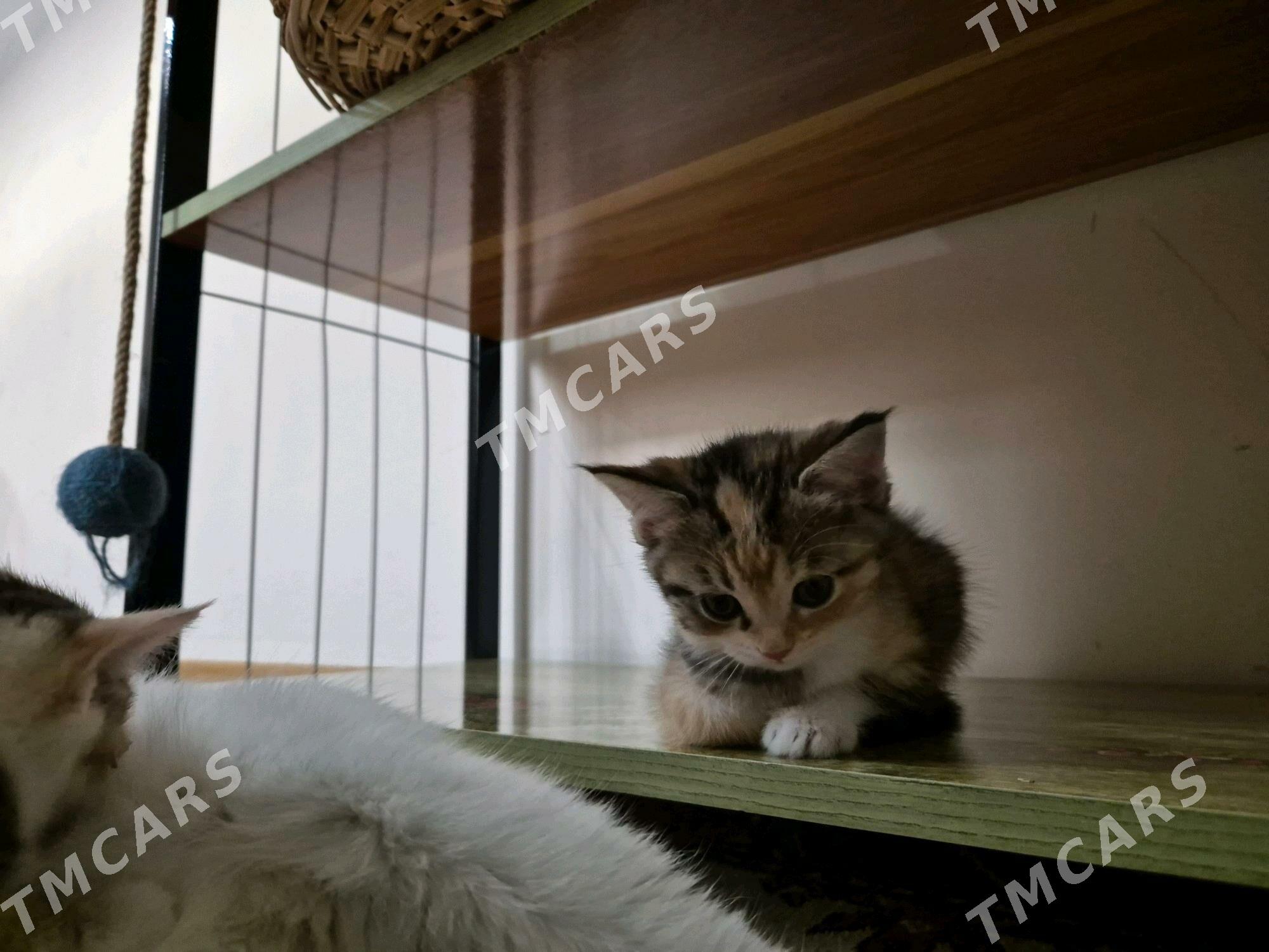 котята - Çoganly - img 5
