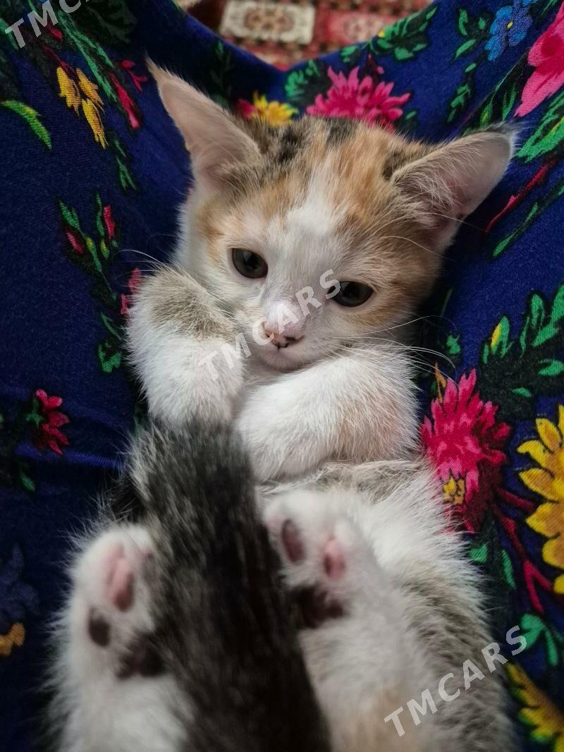 котята - Çoganly - img 9