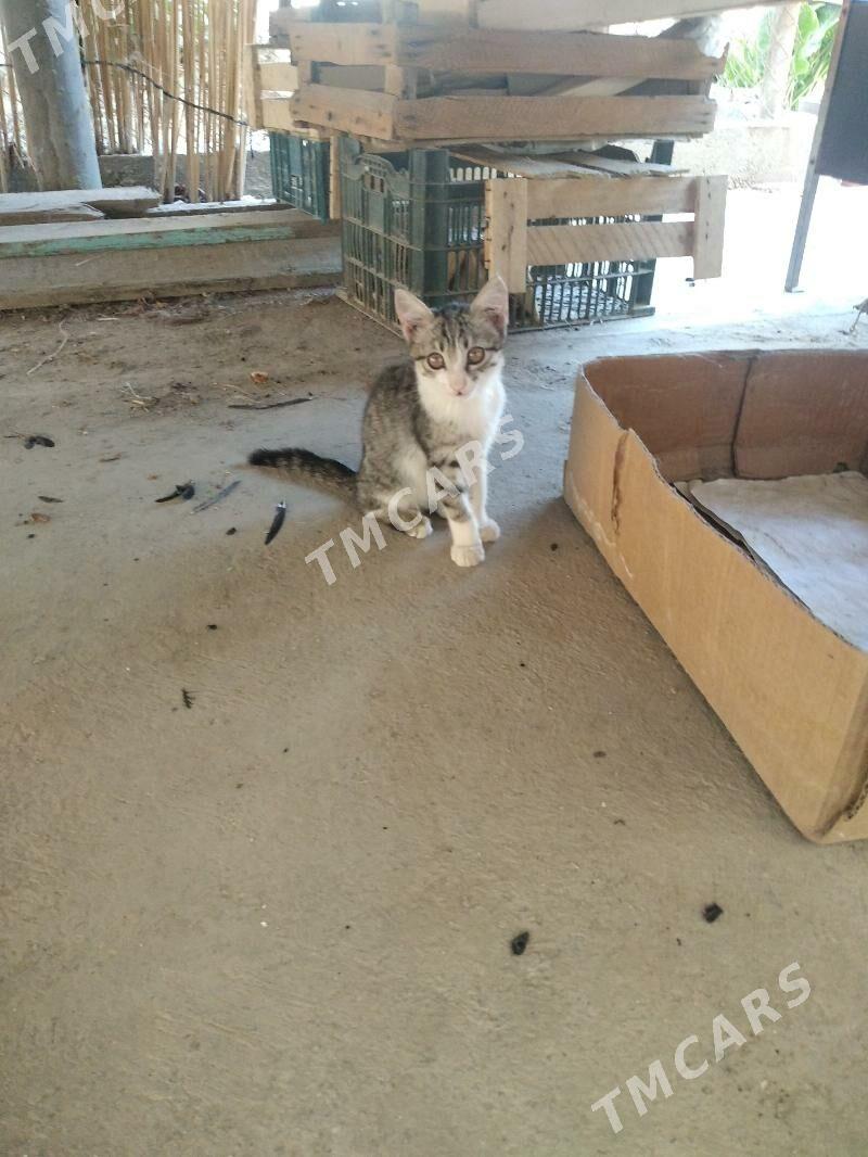 котята - Мары - img 3