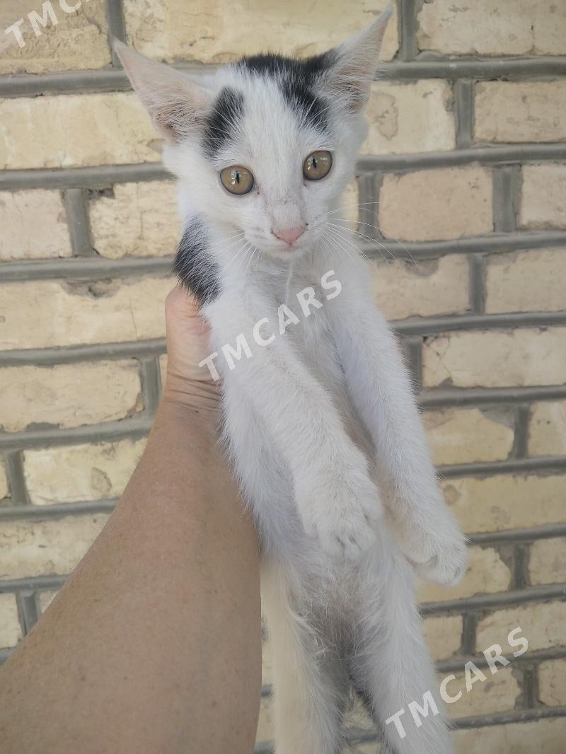 котята - Мары - img 2