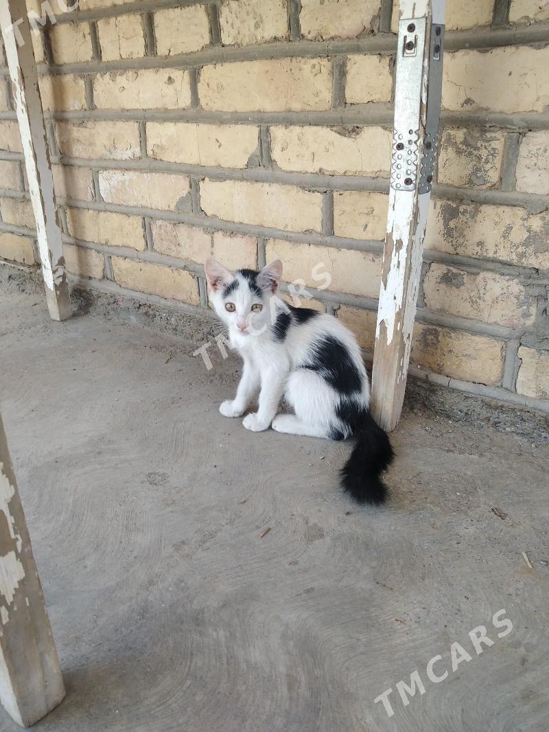 котята - Мары - img 5