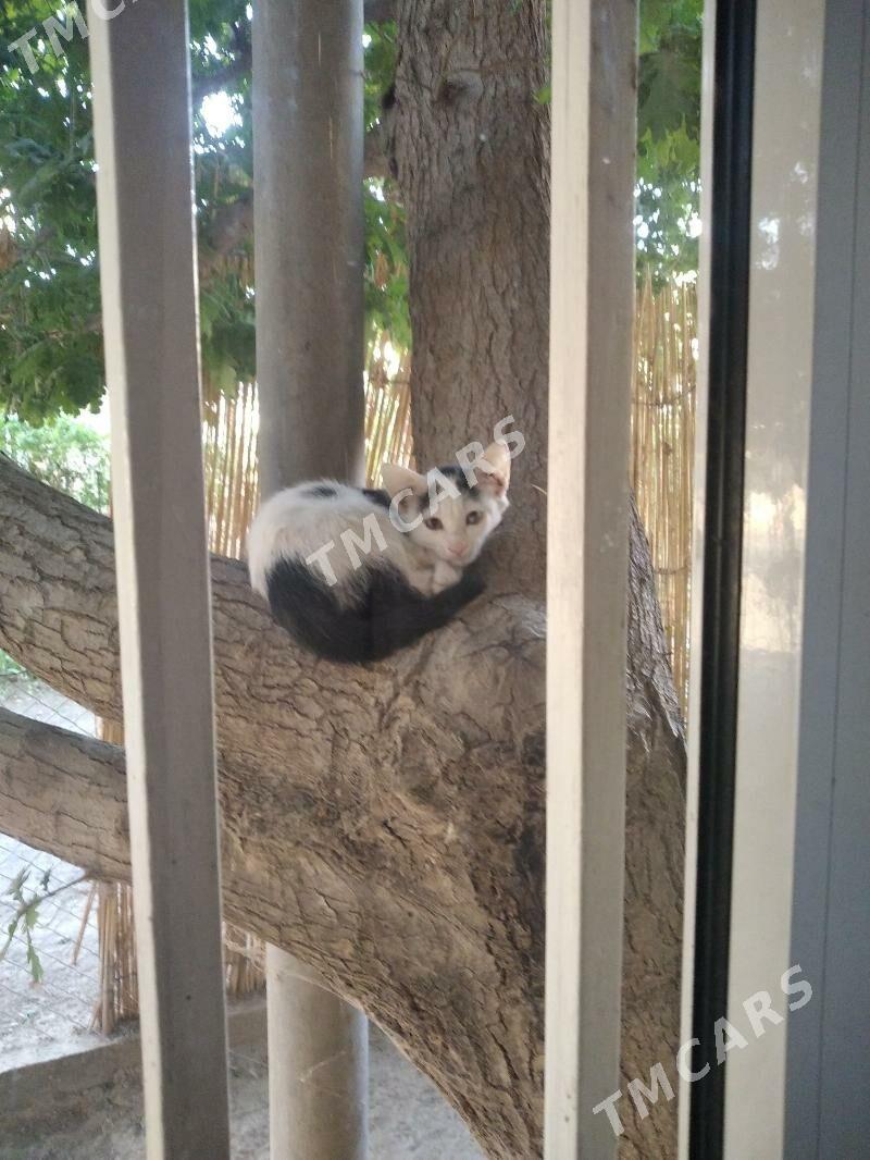 котята - Мары - img 4