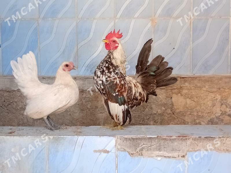 serama karlik para - Aşgabat - img 2