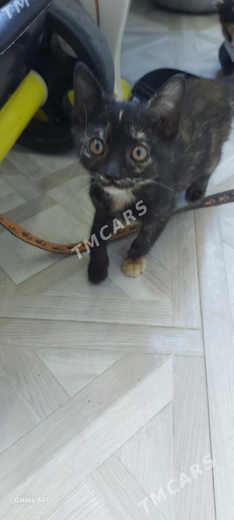 котята - Aşgabat - img 5