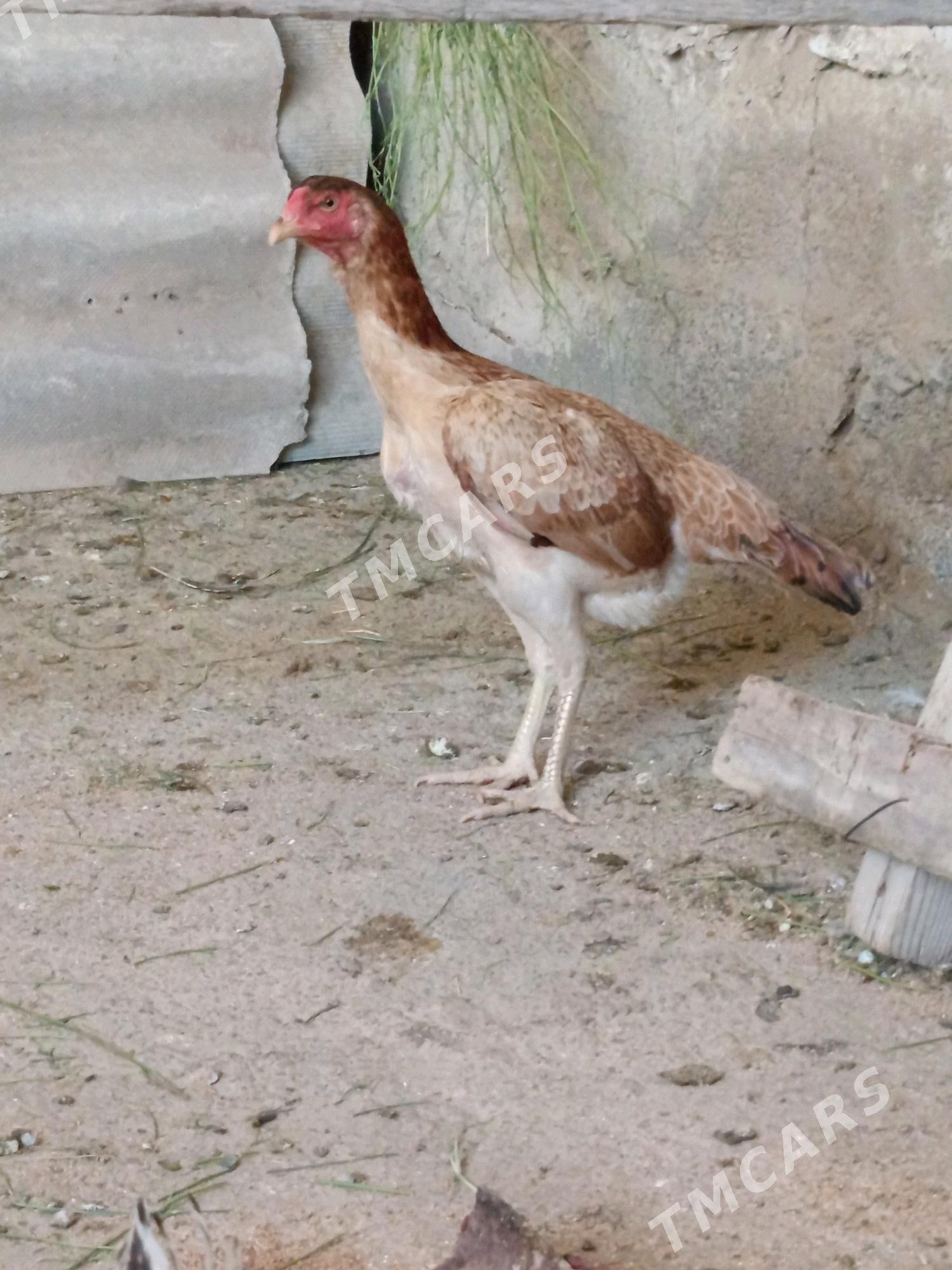 AZİL ŞHAMO MÄKİ - Gökdepe - img 5
