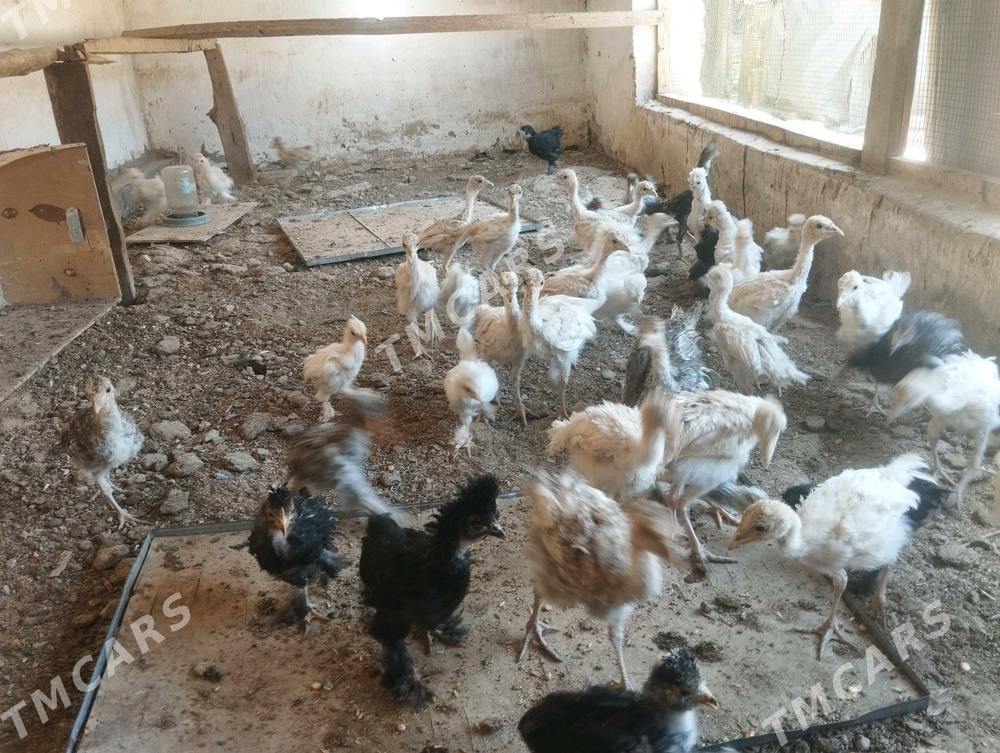 brama tryka jujeler - Сакар - img 1
