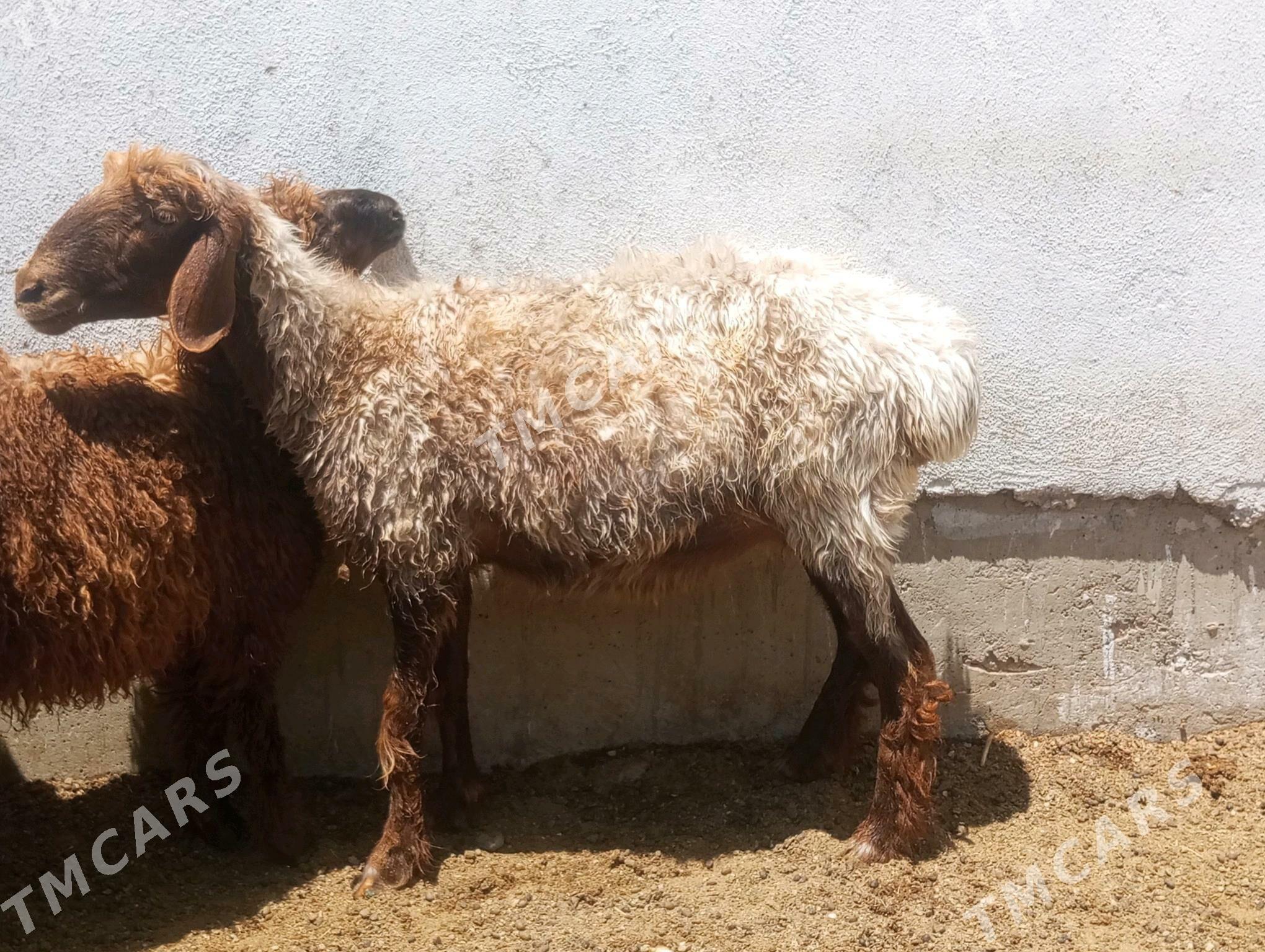 İssek - Balkanabat - img 2