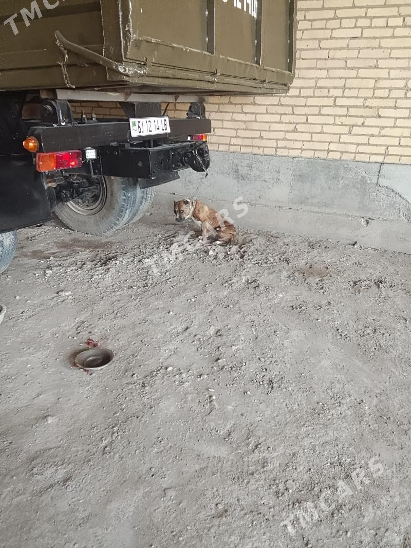pidbul it - Чарджоу - img 2