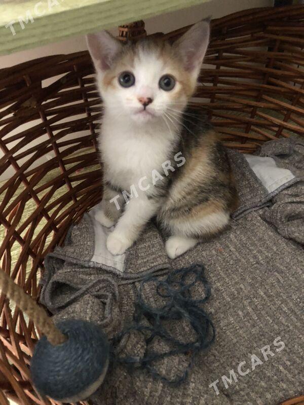 Котята - Ашхабад - img 4