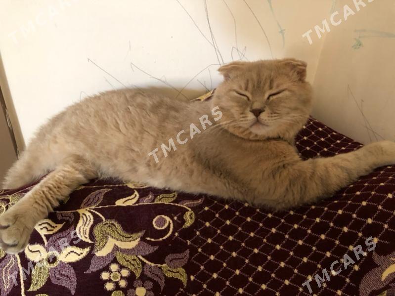 Котята - Ашхабад - img 6