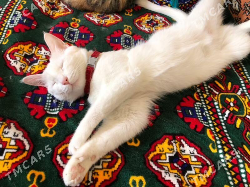 Котята - Ашхабад - img 5