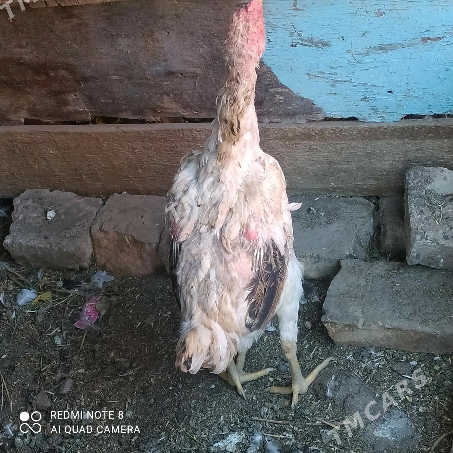 baysow towyk - Türkmenabat - img 2