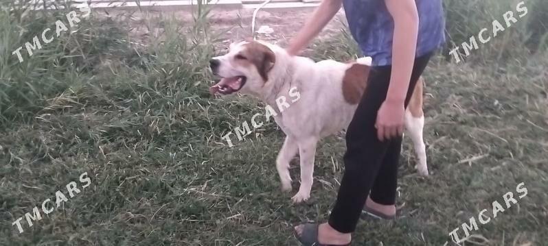 Alabay iti - Aşgabat - img 2
