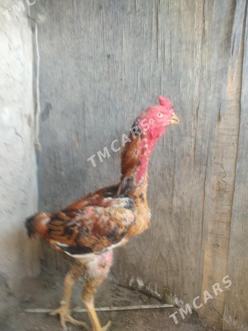 satılık bayess horaz - Wekilbazar - img 2