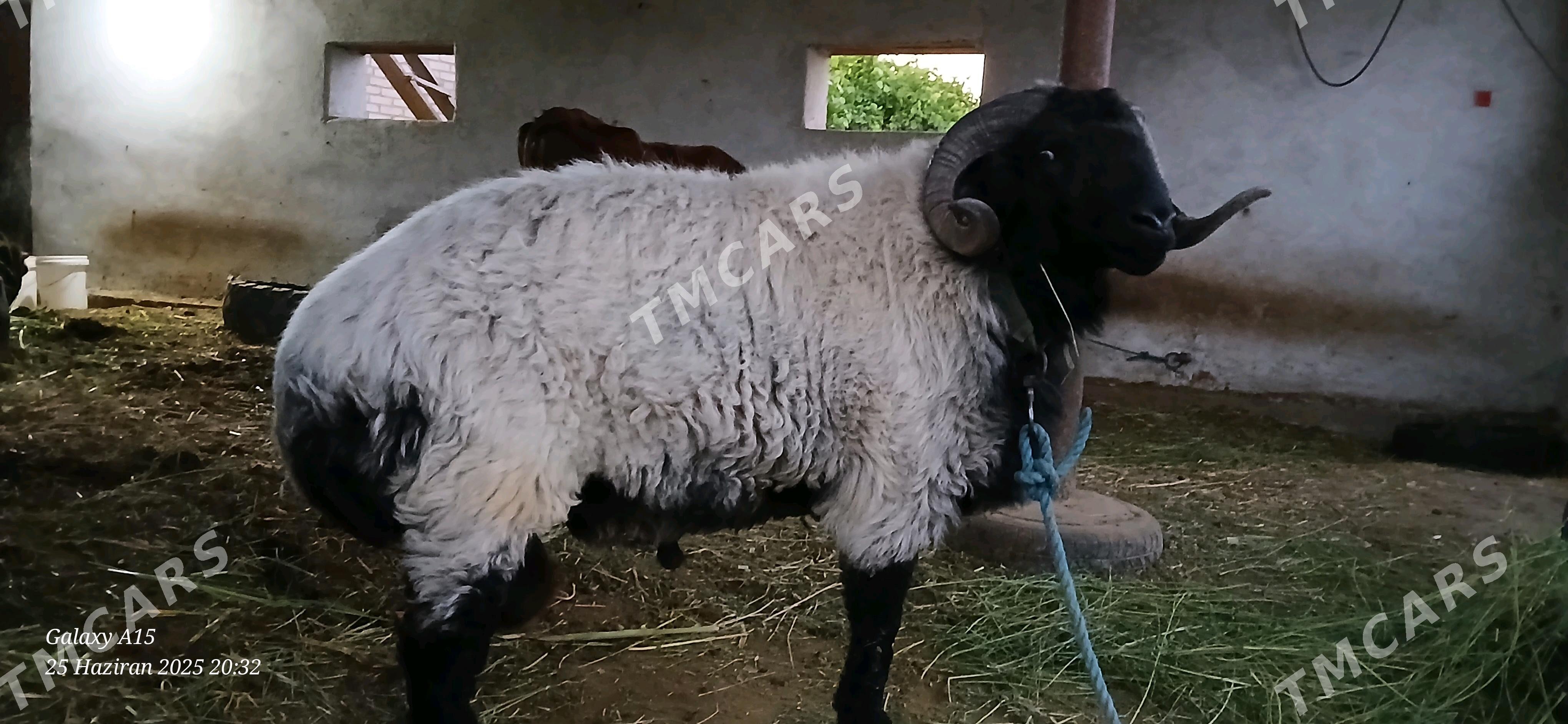 Goçkar - Dänew - img 2