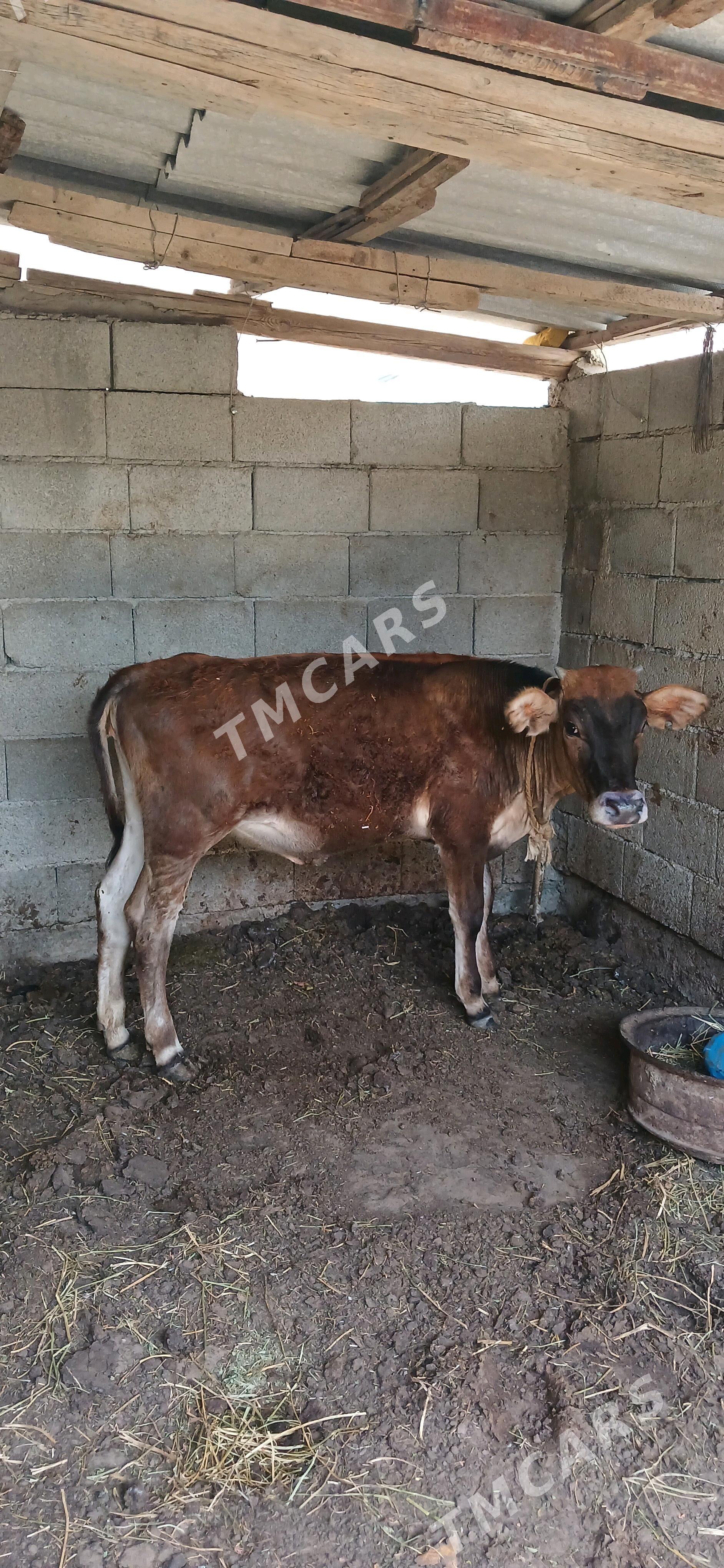 Şwet  tüwe - Çoganly - img 2