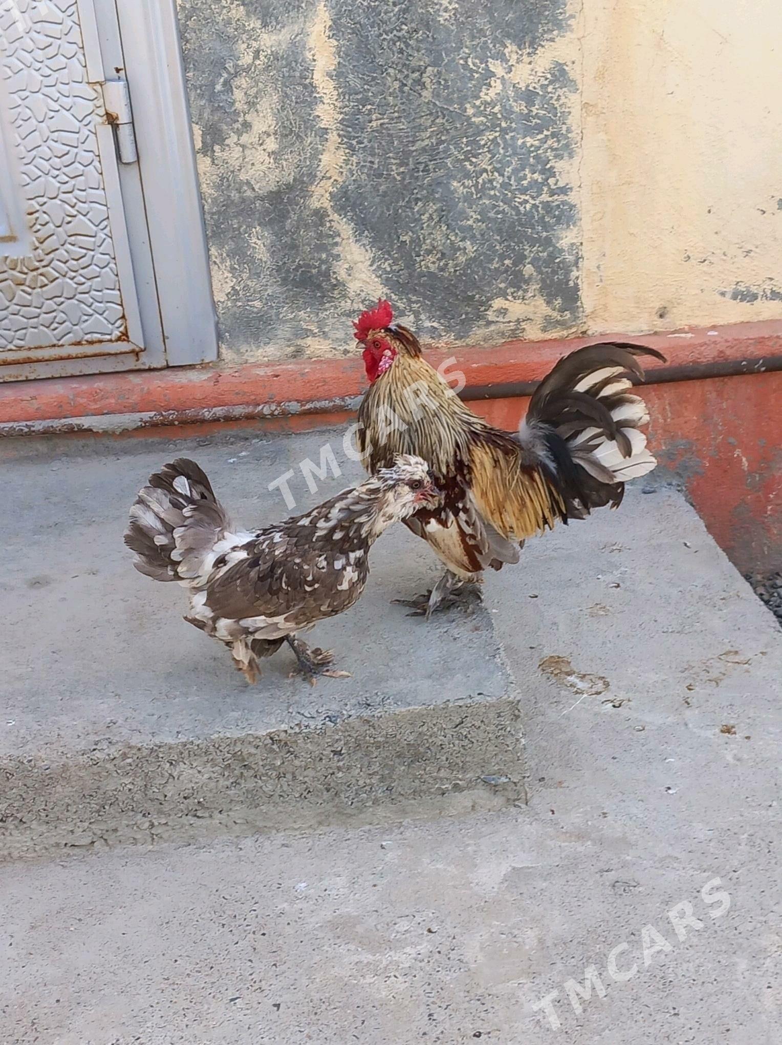 karlik towuk horaz - Aşgabat - img 2