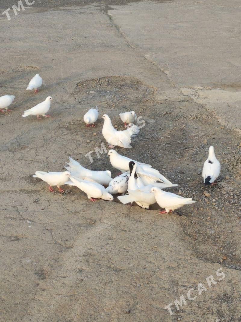 kepderi guş - Bagyr - img 2