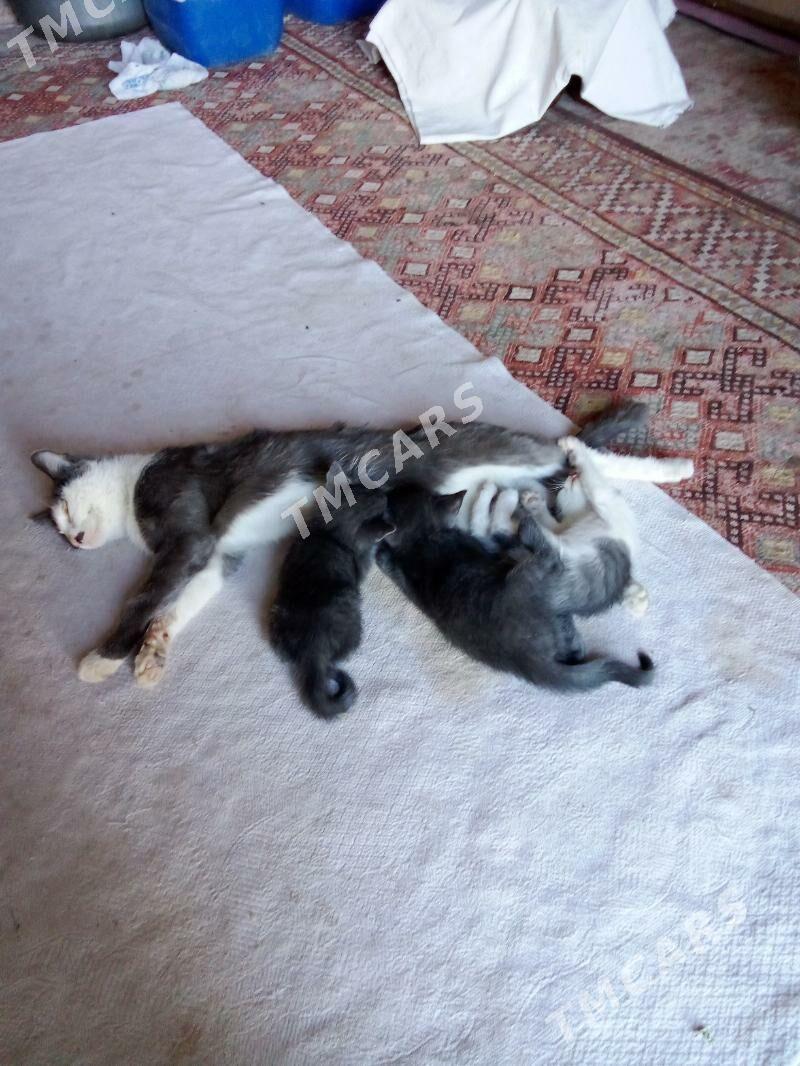 pişik - Boldumsaz - img 3
