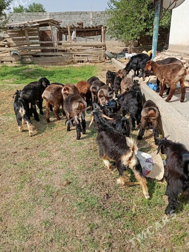 Owlaklar Berreler - Гёкдепе - img 2