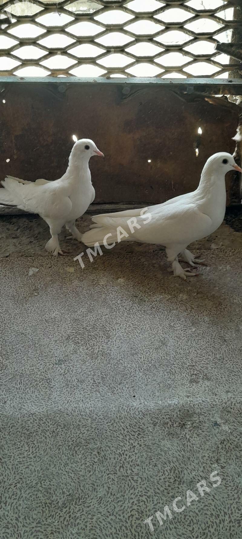 kepderi - Aşgabat - img 6