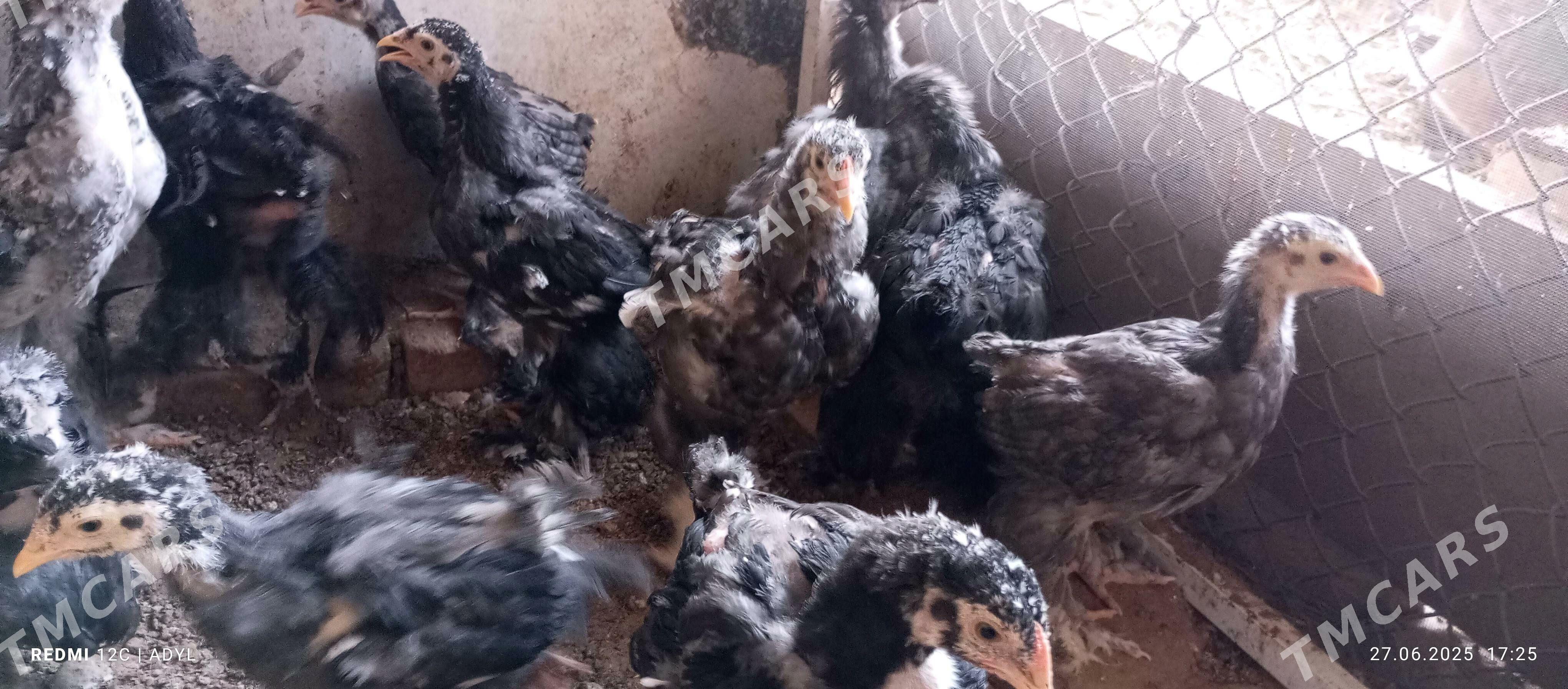 brama   jüje - Çoganly - img 2