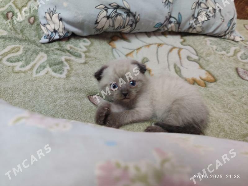 котёнок - Çärjew - img 4