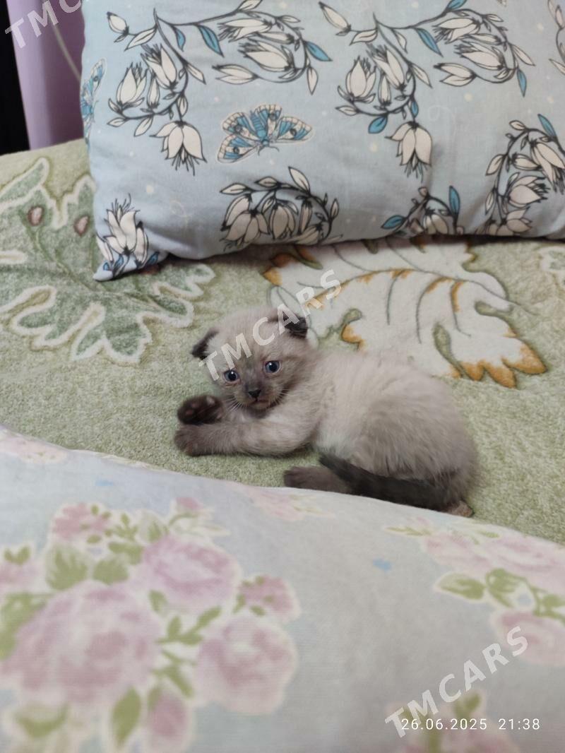 котёнок - Çärjew - img 3