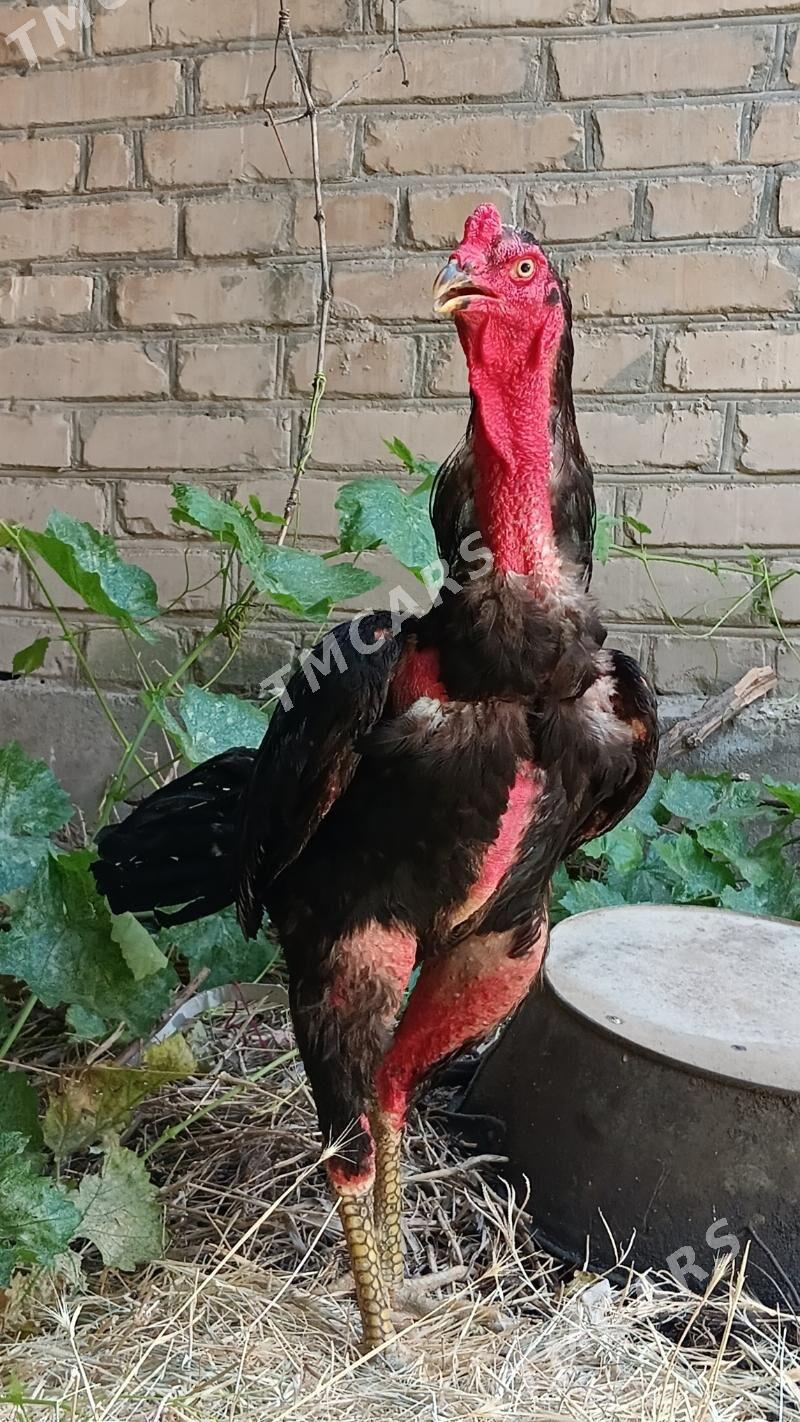 ÖZBEK HORAZ - Türkmenabat - img 3