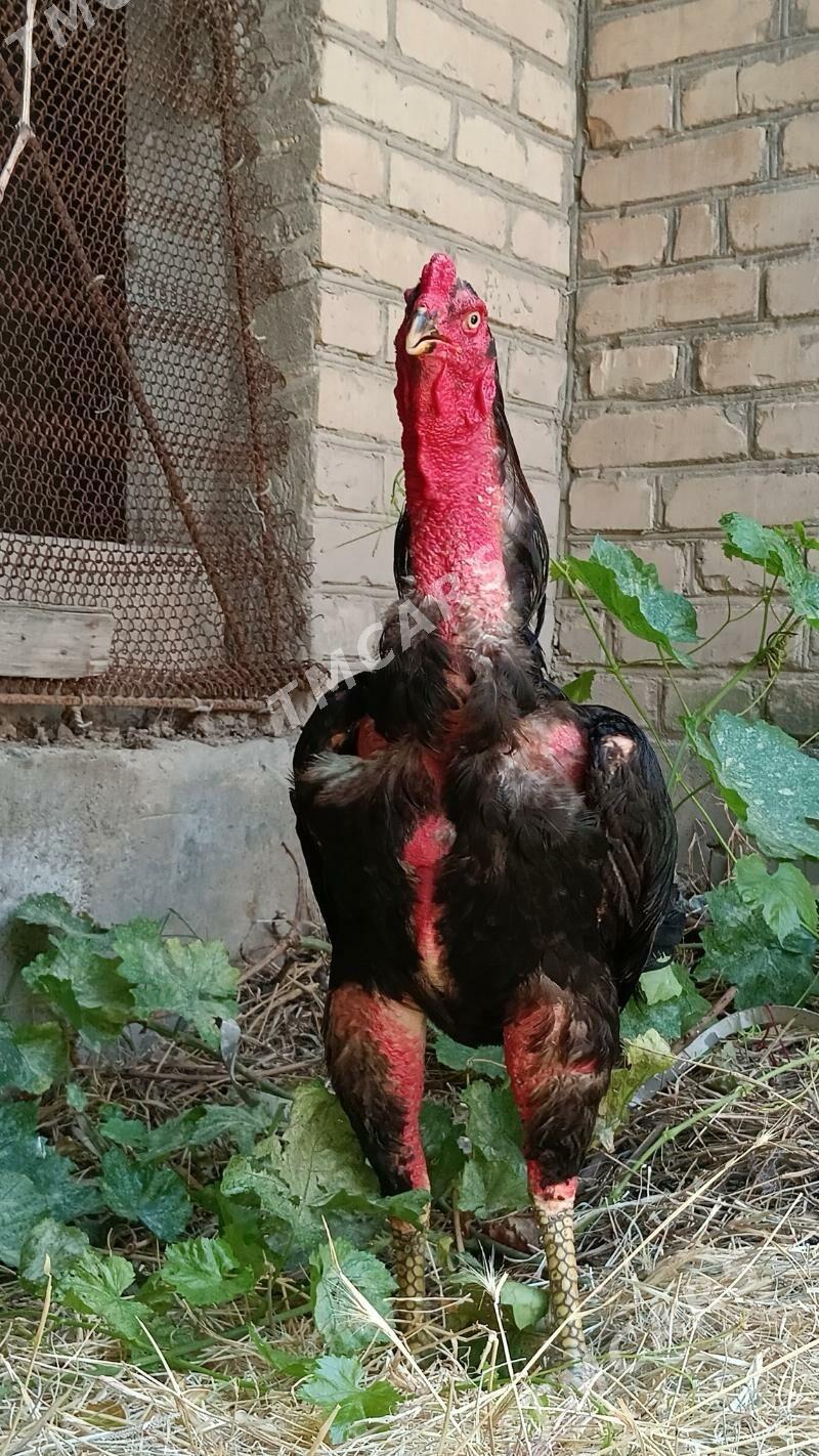 ÖZBEK HORAZ - Türkmenabat - img 8