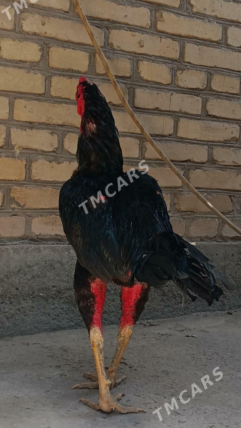 ÖZBEK HORAZ - Türkmenabat - img 7