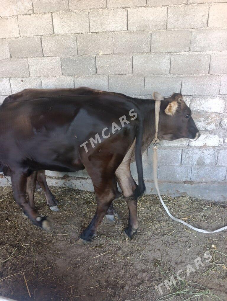 Tuwe semiz - Aşgabat - img 2