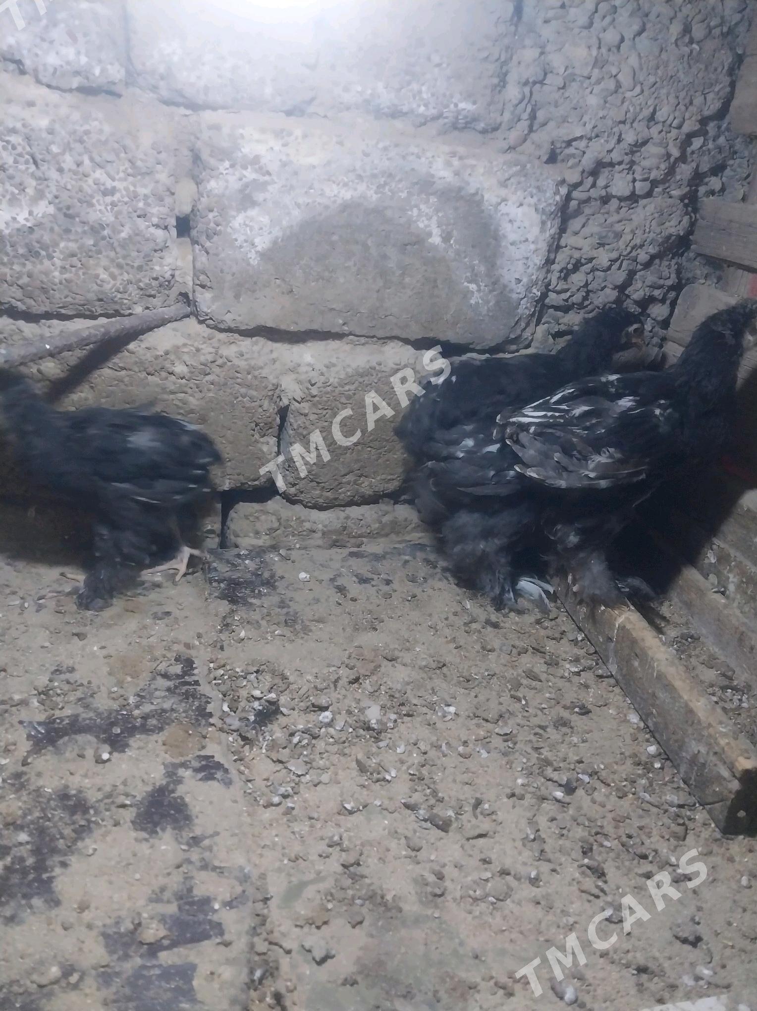 Brama juje - Çoganly - img 2
