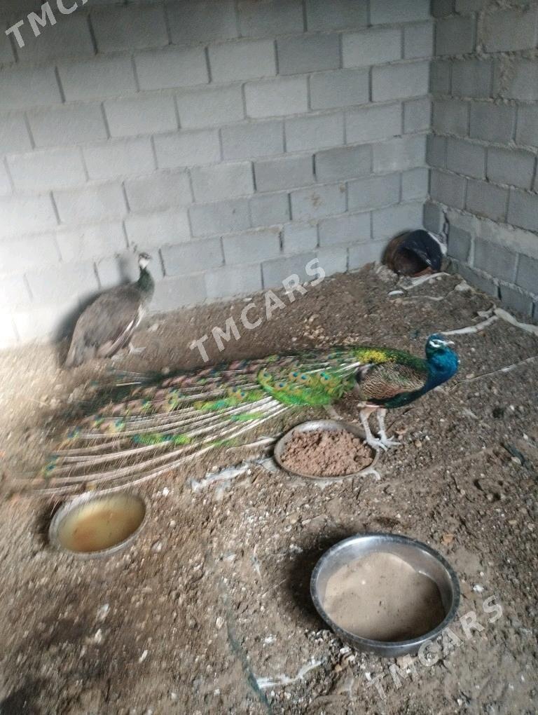 тавус - Гёкдепе - img 3