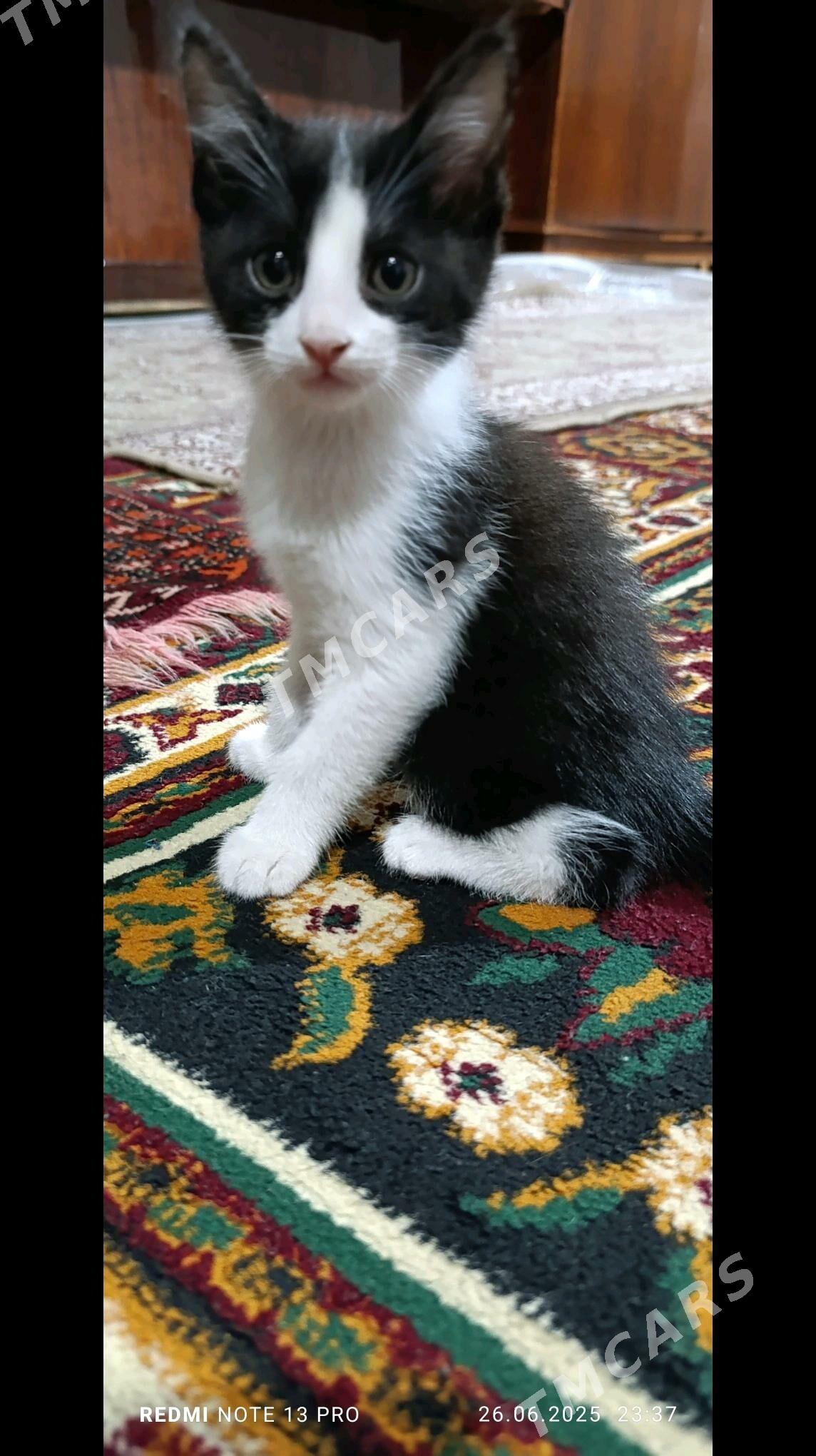 котята в добрые руки - Türkmenabat - img 3
