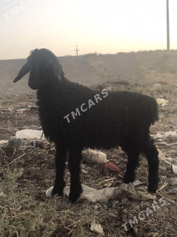 tokly - Бахарден - img 2