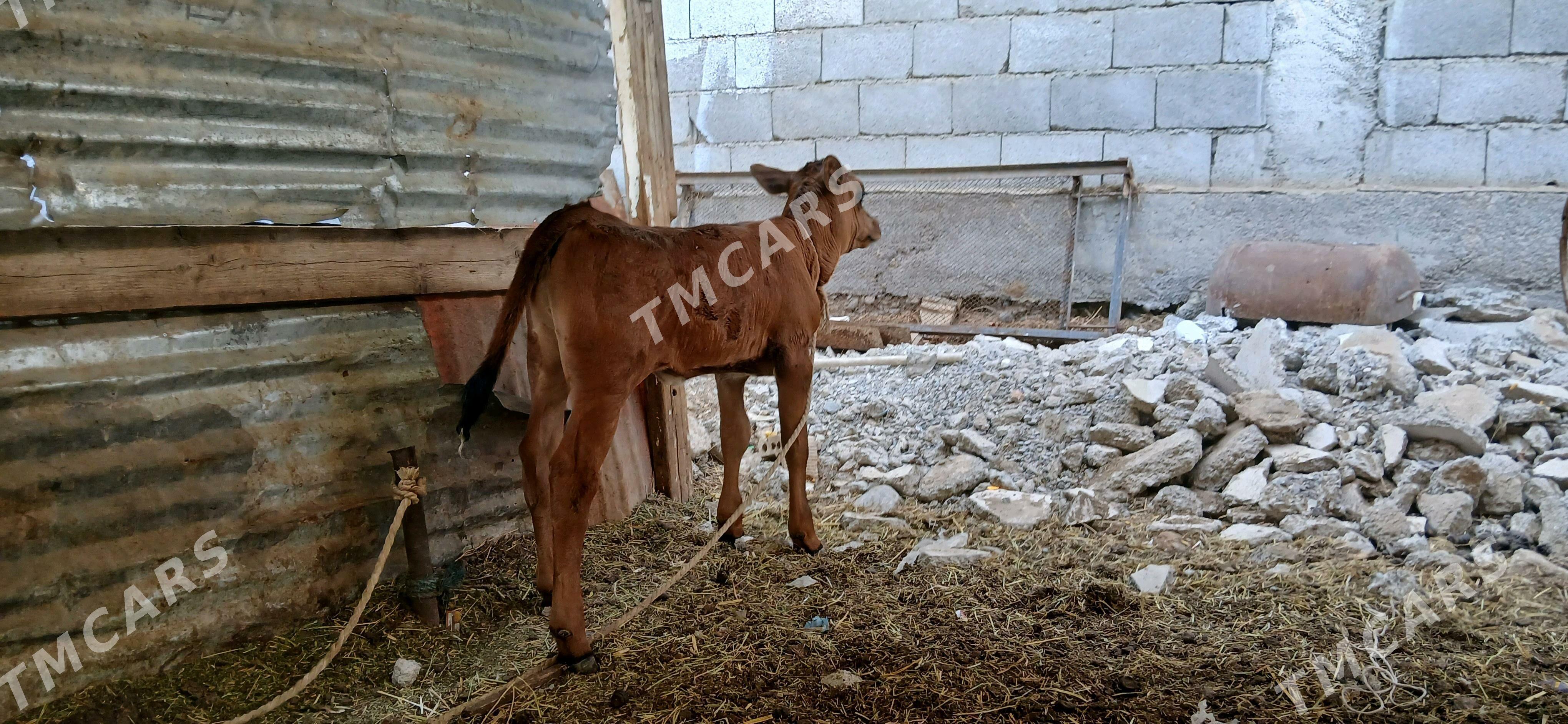 Goleli sygyr - Çoganly - img 3