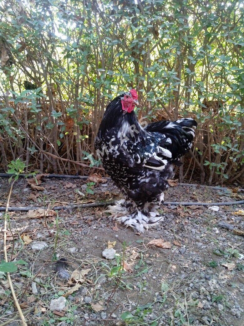 Mramorny,brama. - Çoganly - img 3