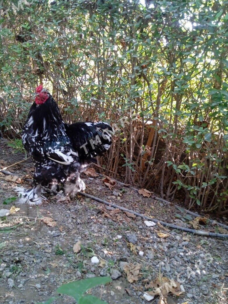 Mramorny,brama. - Çoganly - img 1