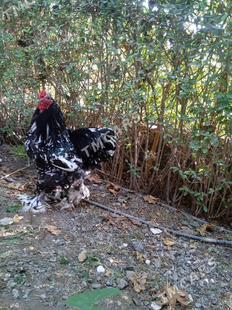 Mramorny,brama. - Çoganly - img 2