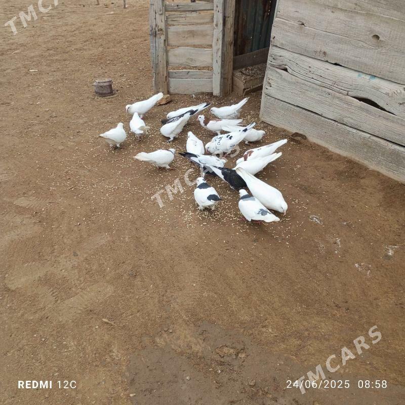 Kepderi - Этрек - img 2