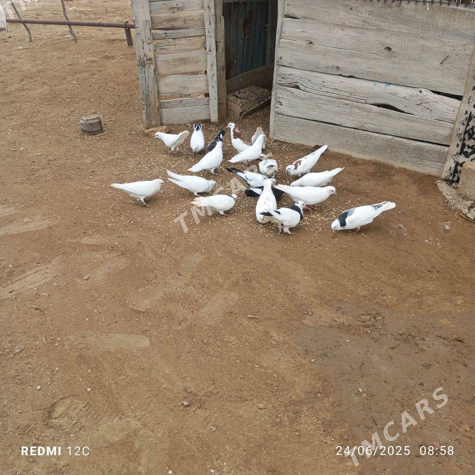 Kepderi - Этрек - img 3