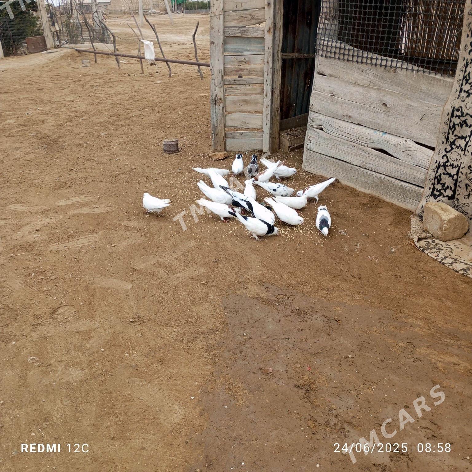Kepderi - Этрек - img 4