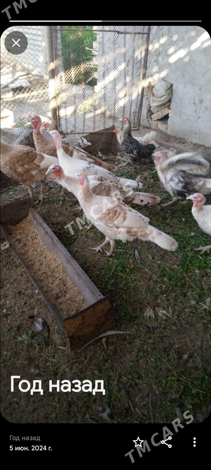 induk juyje - Çärjew - img 2
